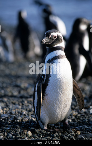 Magellanic penguin on Isla Magdalena, Patagonia Punta Arenas, Chile Stock Photo