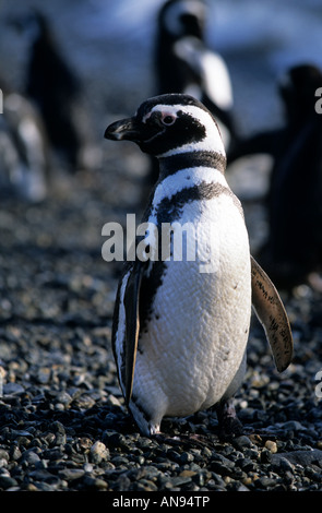 Magellanic penguin on Isla Magdalena, Patagonia Punta Arenas, Chile Stock Photo