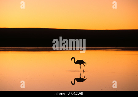 Wading flamingo at sunset Atacama Desert Chile Stock Photo