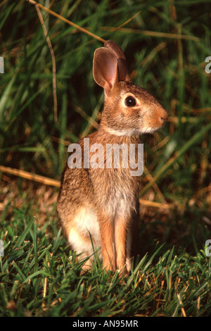 Eastern Cottontail Rabbit - Vertical Stock Photo