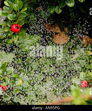 raindrops on a spiders web spread over green leaves red berries of cotoneaster and dead brown hornbeam leaves Stock Photo