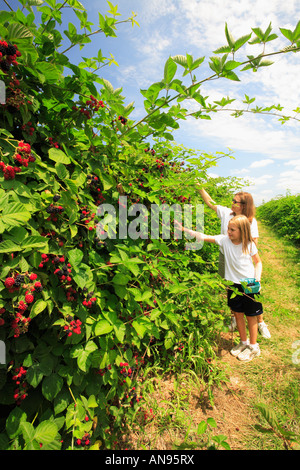 Picking Blackberries, Homestead Farm, Poolesville ...