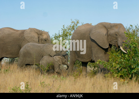 Elephant family foraging Stock Photo