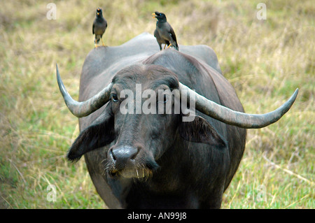 Horizontal close up of a domestic Asian Water buffalo in a field with Hill Mynah birds perched on it's back. Stock Photo