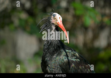 Horizontal close up of the strange bald head and long red bill of a large Waldrapp Ibis 'Geronticus eremita' in the sunshine. Stock Photo