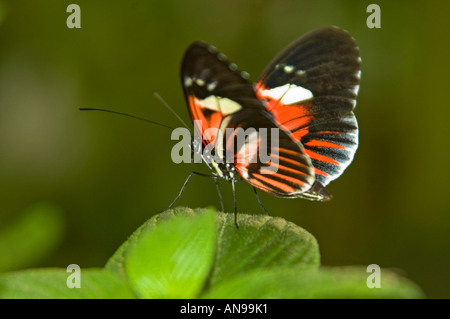 Horizontal close up of a small Postman Longwing butterfly [Heliconius Melpomene] resting on a green leaf Stock Photo