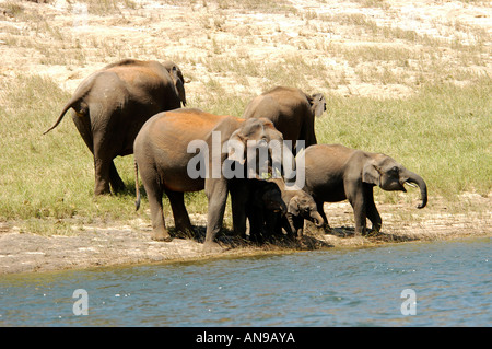 WILD ASIATIC ELEPHANTS GRAZING, PERIYAR TIGER RESERVE, THEKKADY, IDUKKI DIST Stock Photo