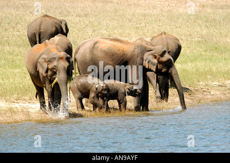 WILD ASIATIC ELEPHANTS GRAZING, PERIYAR TIGER RESERVE, THEKKADY, IDUKKI DIST Stock Photo