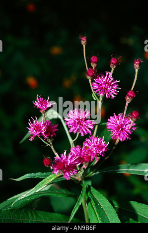 Tall Ironweed (Vernonia altissima), Augusta County, Virginia Stock Photo