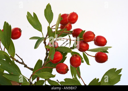 Hawthorn fruits Crataegus oxyacantha or monogyna Stock Photo
