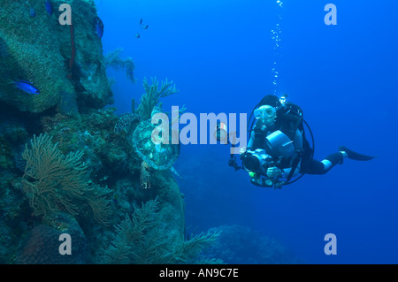 Diver and Hawksbill Turtle on Bloody Bay Wall Little Cayman Cayman Islands Stock Photo