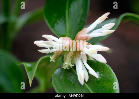 SARCOCOCCA RUSCIFOLIA CHINENSIS HAS FRAGRANT WHITE FLOWERS IN WINTER Stock Photo