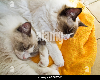 Two tired eight month old Ragdoll twin kittens sleeping together peacefully in an English home Stock Photo