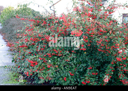 COTONEASTER LACTEUS Stock Photo