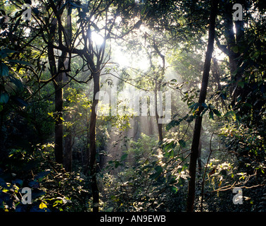 FOREST INTERIORS OF COORG KARNATAKA Stock Photo
