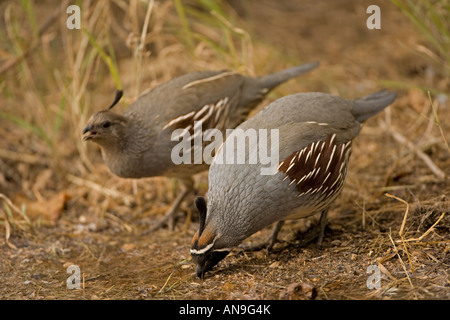 Male and Female North American Quail Vancouver Island BC British