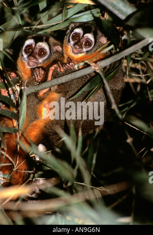 Night or owl Monkey (Aotus miconax).  Only nocturnal new world monkey. Stock Photo