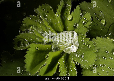 Rainwater on Leaf Stock Photo