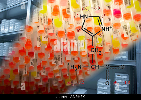 Test Tubes Holding Human DNA Samples Stock Photo