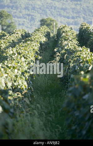 Vineyards Keuka Lake Finger Lakes New York Stock Photo