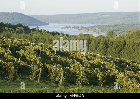 Vineyards Keuka Lake Finger Lakes New York Stock Photo