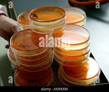 Petri Dishes used in Fish Lab Stock Photo