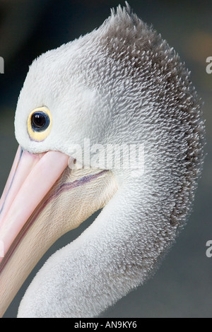 Australian Pelican Queensland Australia Stock Photo
