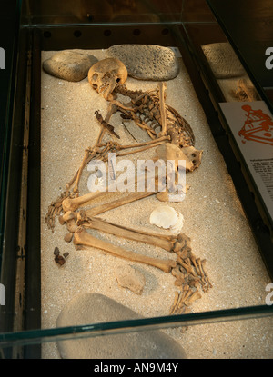 Skeleton on Display in the National Museum, Reykjavik Iceland Stock Photo