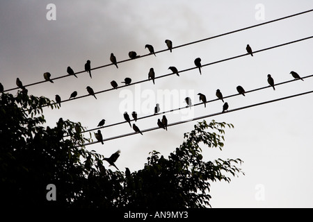Starlings Queensland Australia Avian Flu Bird Flu virus could spread to wild birds Stock Photo