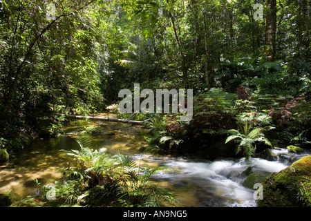 Windmill Creek at Mount Lewis State Forest in the Daintree Rainforest Queensland Australia Stock Photo