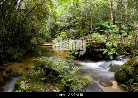 Windmill Creek at Mount Lewis State Forest in the Daintree Rainforest Queensland Australia Stock Photo