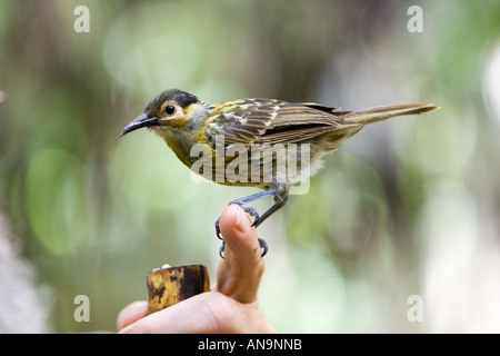 Macleay s Honeyeater bird perches on man s finger Daintree Rainforest Queensland Australia Stock Photo
