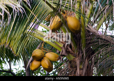 Coconuts growing on a palm tree at Thala Beach Port Douglas Australia Stock Photo