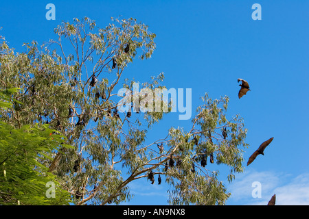 A tree full of roosting flying foxes aka fruit bats during the day time ...