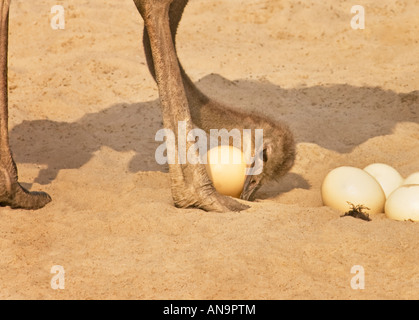 Head view portrait of an ostrich Emu look looking for the eggs breed breeding nest hatching Stock Photo