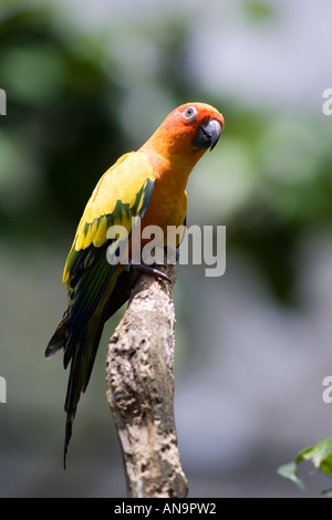 Sun Conure perched on a branch in North Queensland Australia Stock Photo