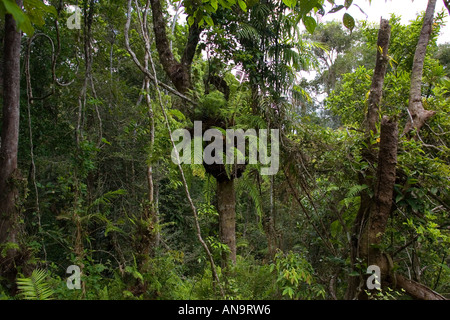 Basket ferns Epiphytes on tree in Barron Gorge National Park Queensland Australia Stock Photo