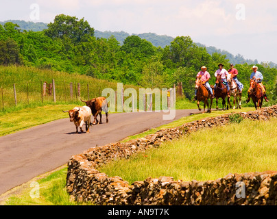 Herding Bulls to Pasture, Fauquier County, Virginia, USA Stock Photo