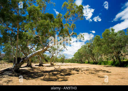 Eucalyptus trees in dried up Finke River West Maddonnell National Park Central Australia Stock Photo