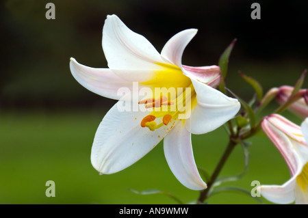 LILIACEAE lilium regale wils  regal lily Lilium regale  Album WHITE REGAL LILY pink red white green grass background plain Stock Photo