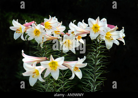 LILIACEAE lilium regale wils  regal lily Lilium regale  Album WHITE REGAL LILY pink red white dark black background Stock Photo