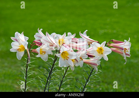 LILIACEAE lilium regale wils  regal lily Lilium regale  Album WHITE REGAL LILY pink red white green grass background plain Stock Photo