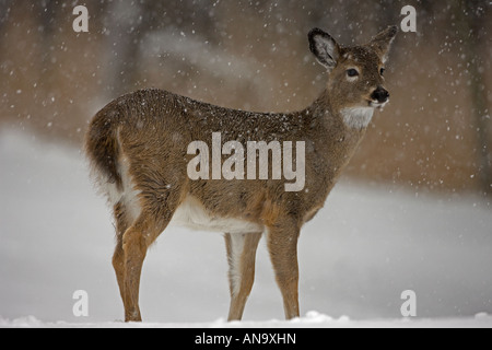 White-tailed Deer Odocoileus virginianus New York Doe Standing in snow Stock Photo