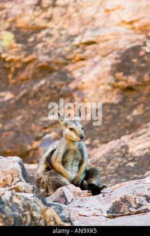 Wallaby sits on the rocks at Simpson s Gap West Madonnell Mountain Range Australia Stock Photo