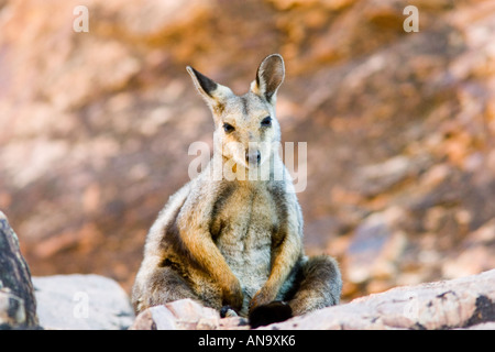 Wallaby sits on the rocks at Simpson s Gap West Madonnell Mountain Range Australia Stock Photo