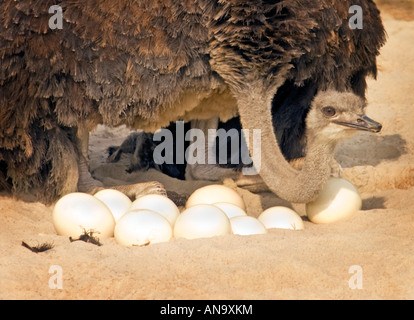 portrait of an ostrich Emu look looking for the eggs breed breeding nest hatching female breeding Stock Photo