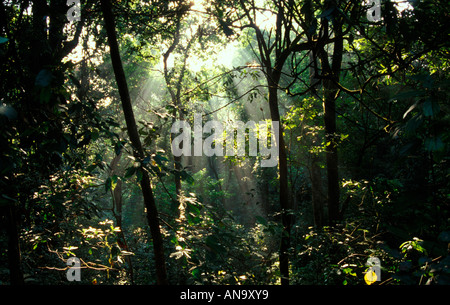 FOREST INTERIORS KARNATAKA Stock Photo