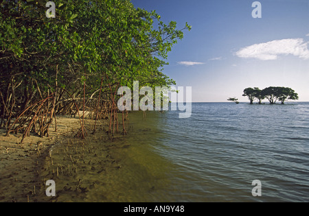 Red and black mangroves, Picnic Key, Ten Thousand Islands, Everglades National Park, Florida, USA Stock Photo