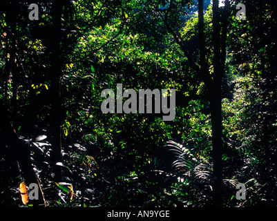 FOREST INTERIORS KARNATAKA Stock Photo