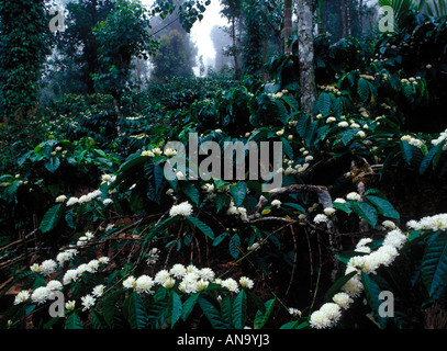 FOREST INTERIORS KARNATAKA Stock Photo